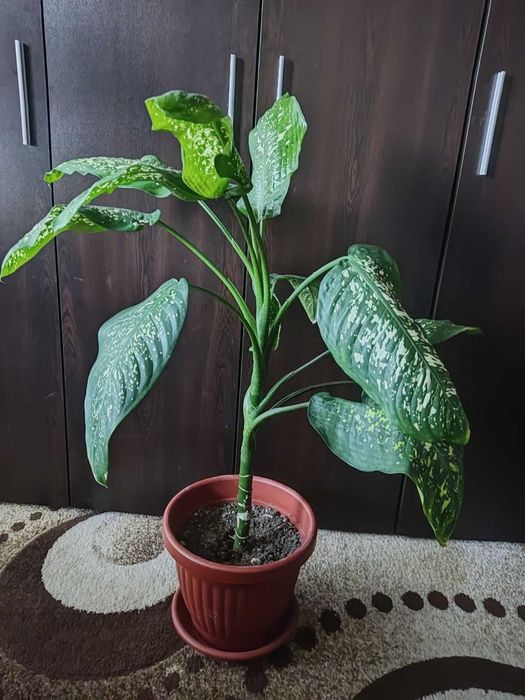 Голяма Дифенбахия