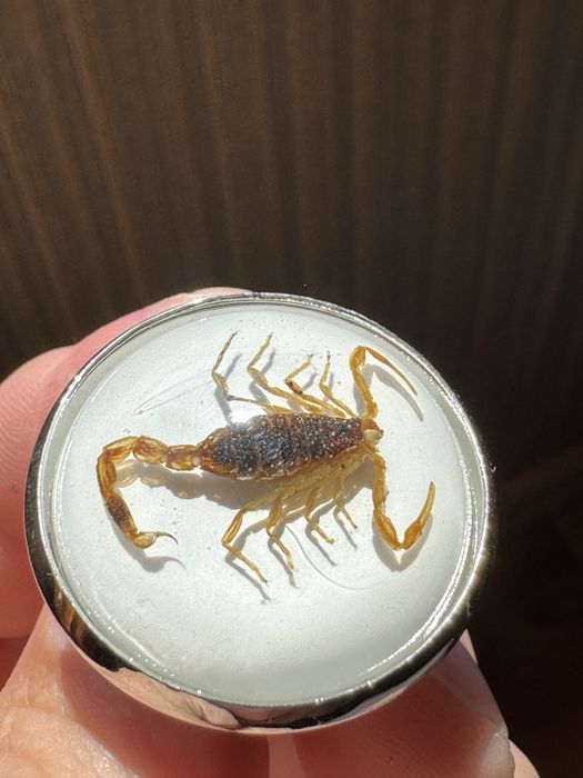 Продам кольца со скорпионами