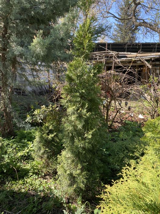 Туя перамидальная