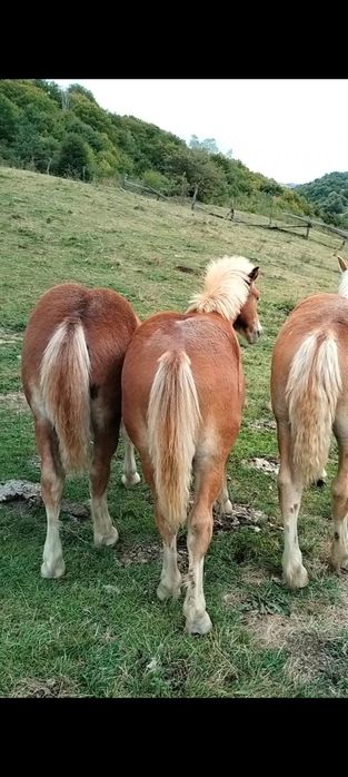 Vind mînzi din cai grei