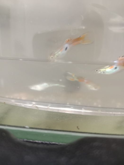 Аквариумный рыбка