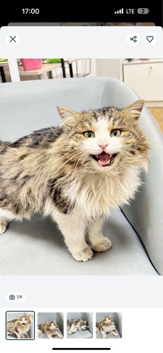 Кот сибирской породы