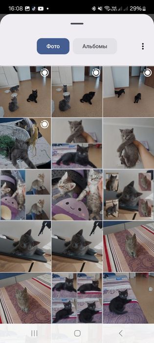 Шатланцы 1,5 мес девочки