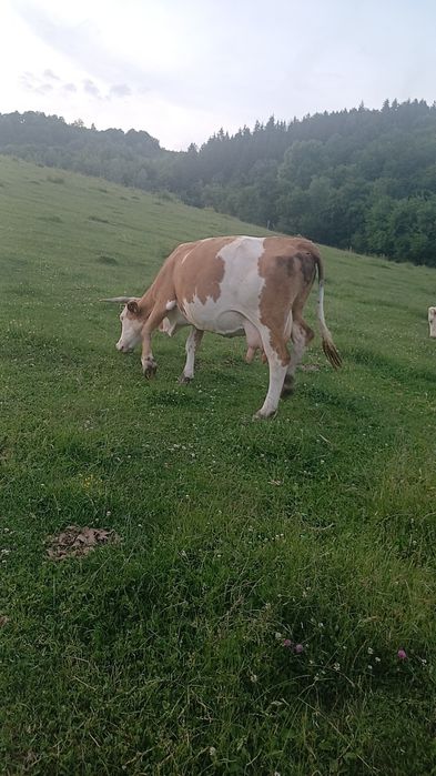 Vand vaci bune mai multe detali la telefon