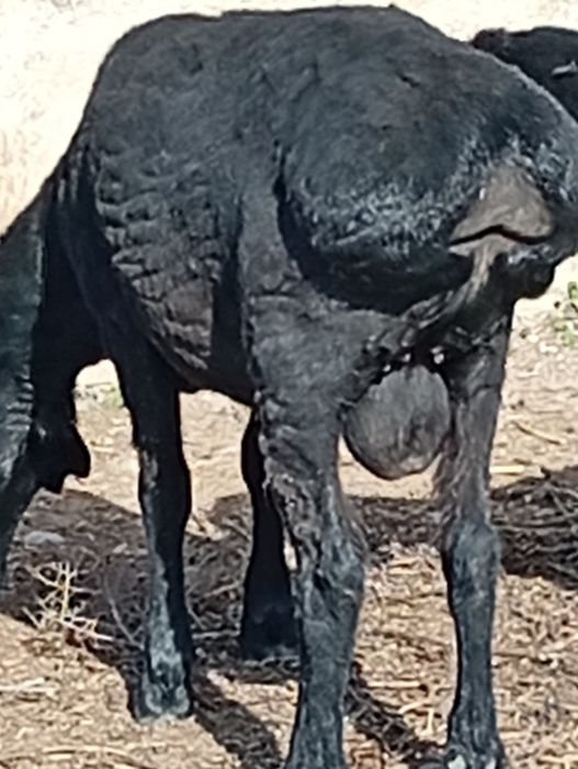 Семыз кошкарлар бар