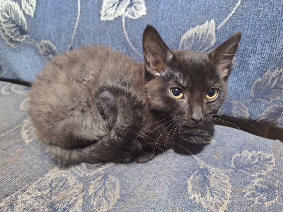 Отдам котёнка хорошие руки