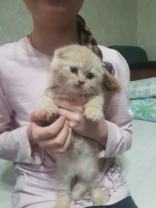 Котята скотиш фолд и страйт девочки