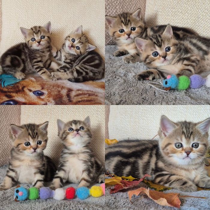 Шотландские тигрятки-мрамор на золоте!