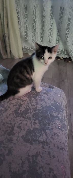 Отдам котёнка в добрые руки