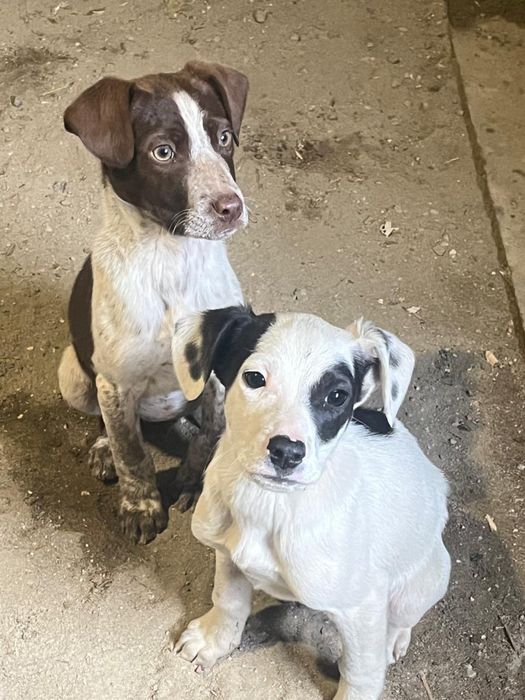 Курцхар стаффпен смес күшік