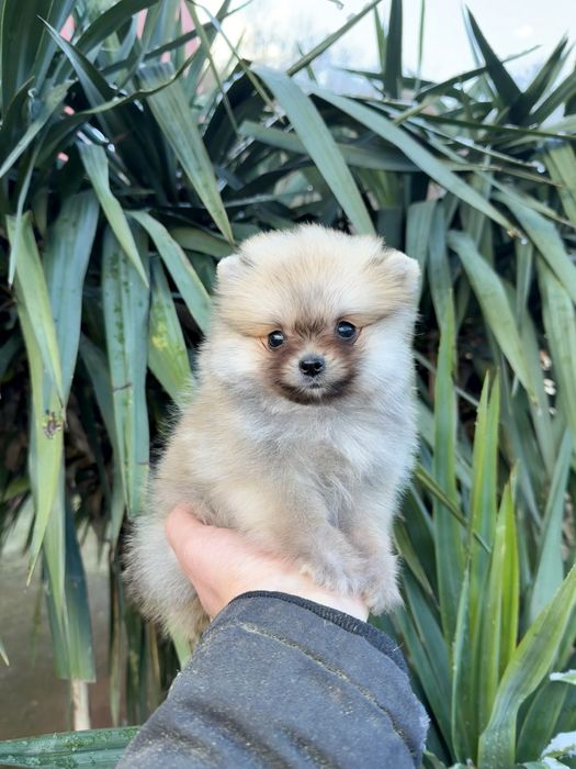 Померан мини момче. Померанче