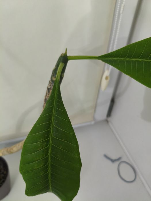 Комнатные цветы домашние