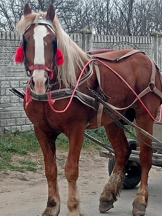 Armăsar de vânzare!