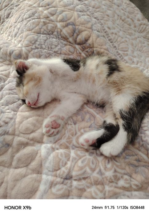 Котёнок девочка продам