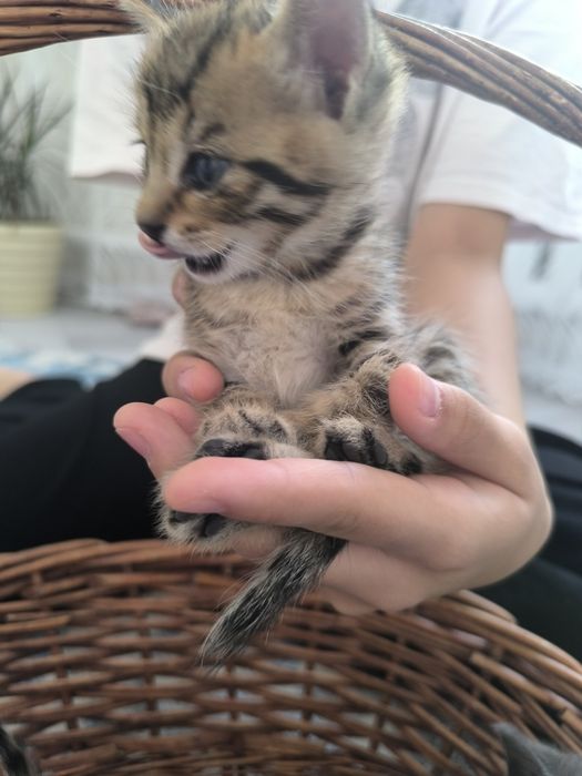 Котята бесплатно отдам