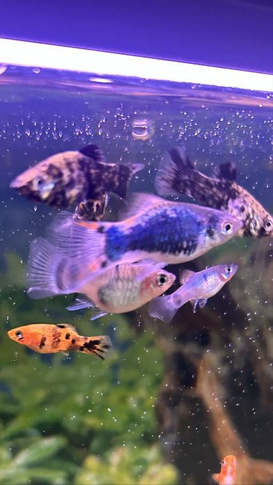Продам рыбок, местного разведения.