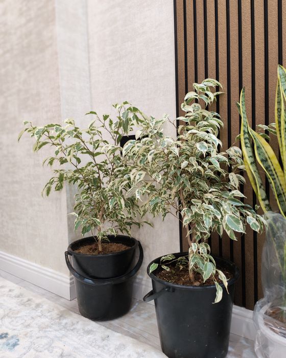 Домашний цветы 34