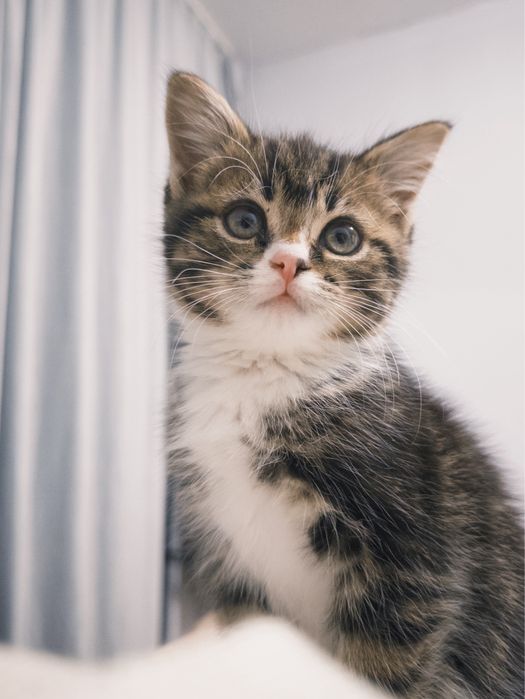 Котёнок девочка 2 месяца, в добрые руки