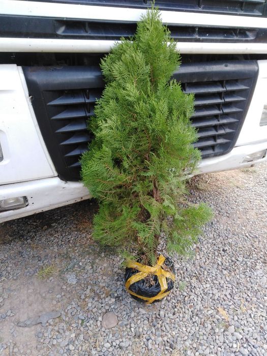 Archa kitob va Qrim sasnalar sotiladi