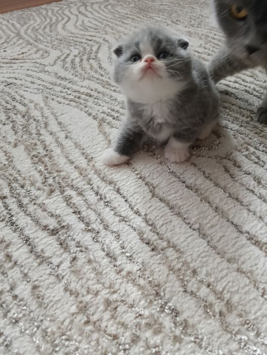 Pisica Scottish Fold
