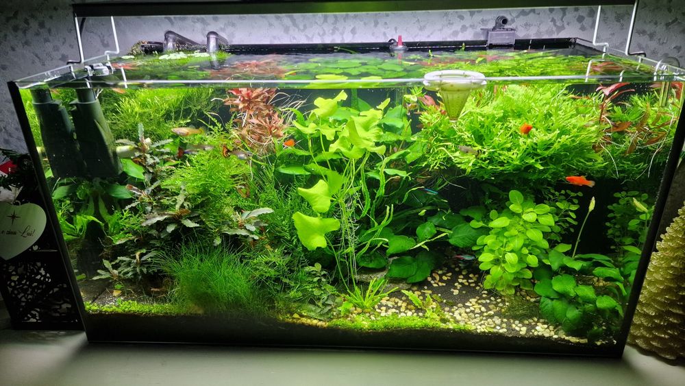 Vand Acvariu plantat 120 l