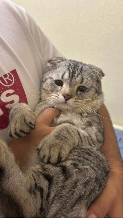 Продам милого Кота
