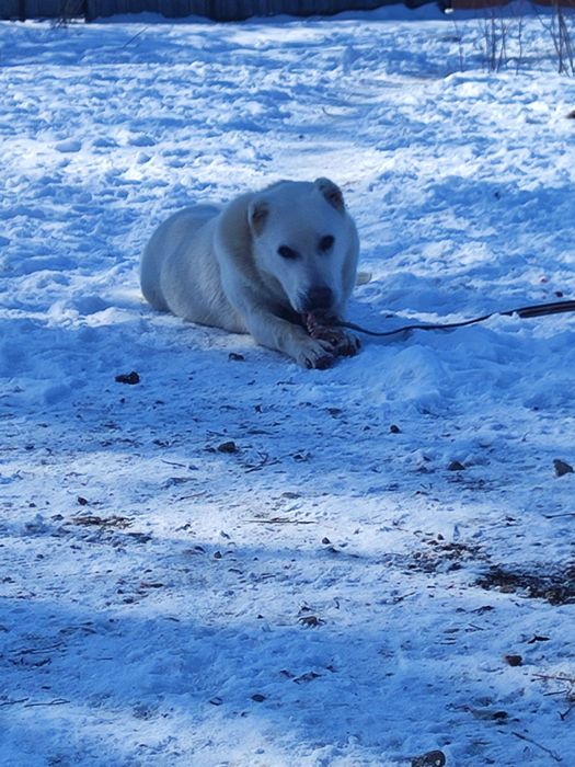 Алабай ұрғашы күшік сатылады