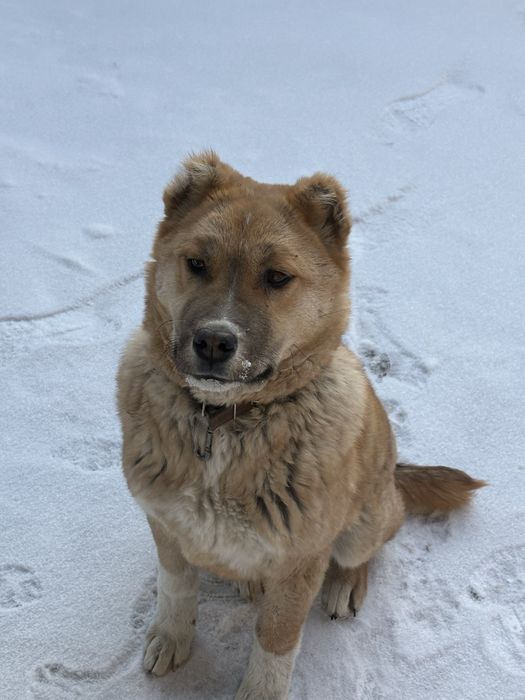 Продам щенка алабая