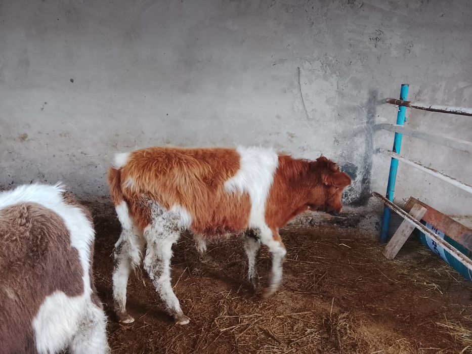 Продается бычки.