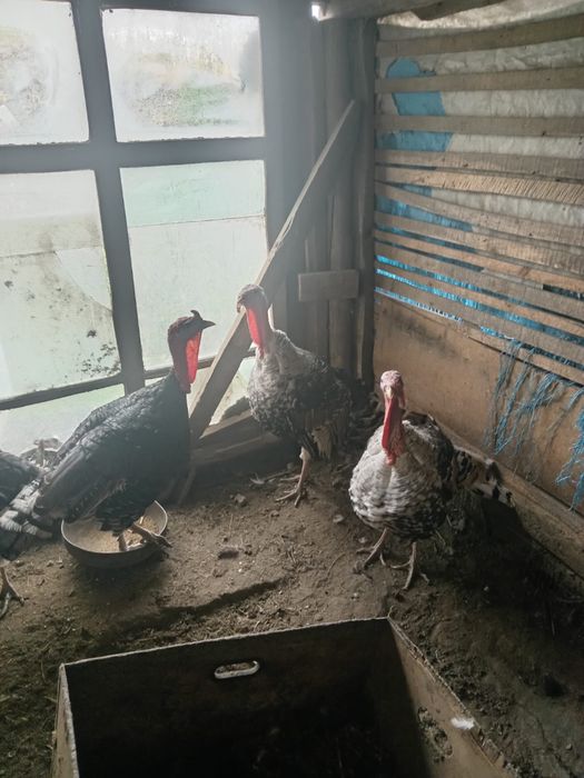 Продам молодых индюков (самцы)