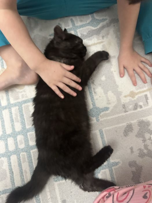 Котеноек прям в добрые руки