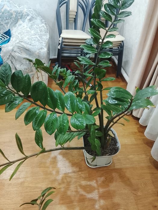 Комнатны Цветы красивый долларовы