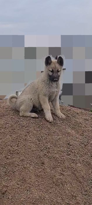 Продам щенка Западно-Сибирская Лайка