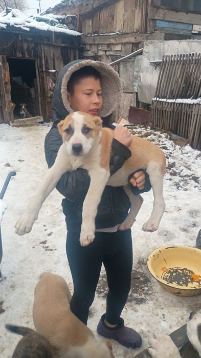 Продам щенков Алабая