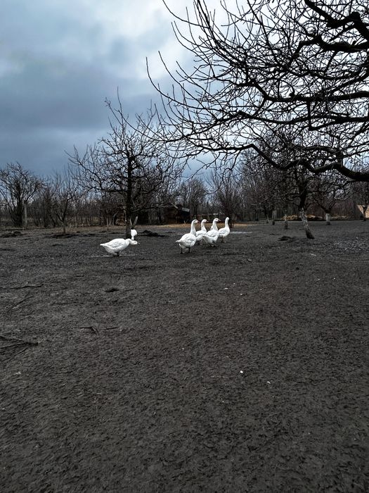 Gâște de vânzare