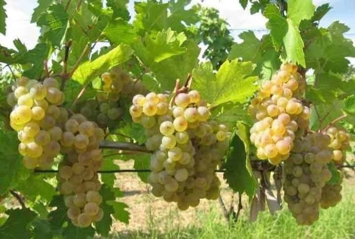 Struguri de vin vrancea