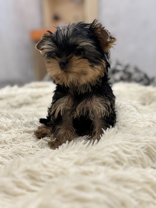 Йоркширский терьер бронь