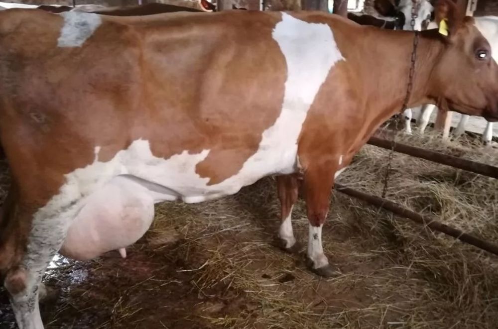 Племенные молочные коровы