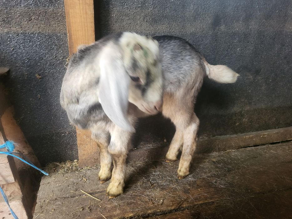 Tap de prasila de tinut