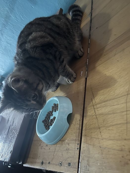 Кошка/Потеряшка