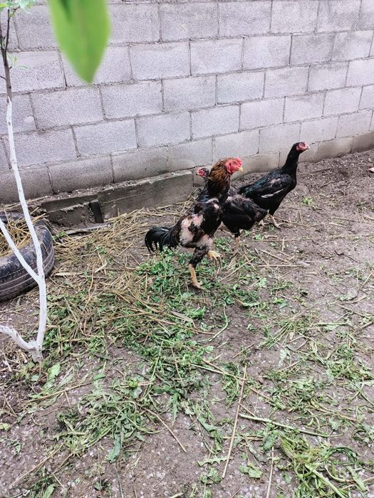 Продам даканов семья