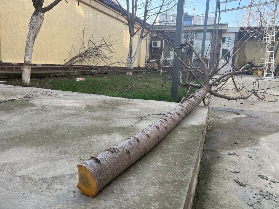 Отдам ветки бесплатно, самовывоз.