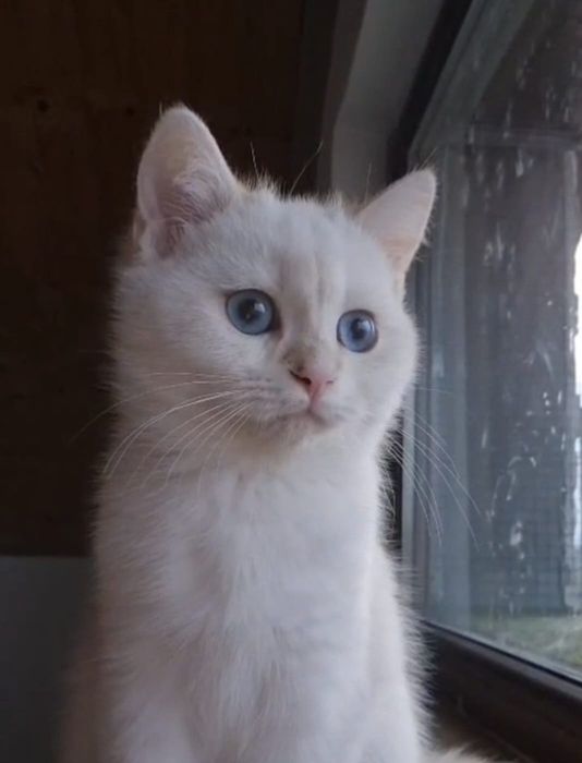 Pui British cu Pedigree – Felisa Cleopatra's Mistery