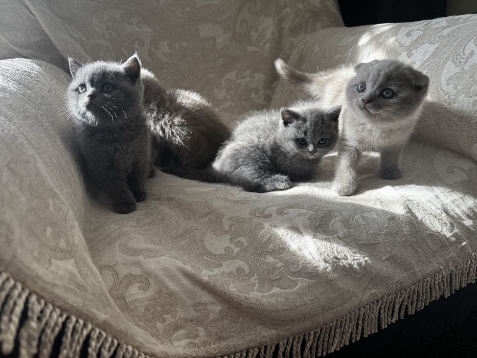 Кошка    шотландцы