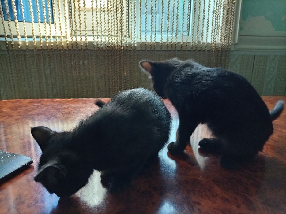 Erkak. Toza uy mushukchalari