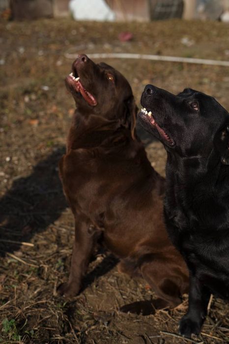 Продается породистая девочка Лабрадора ретривера