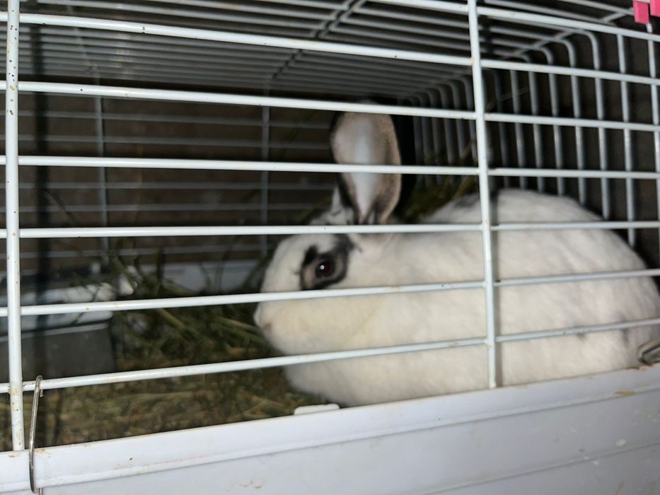 Декоративные кролики