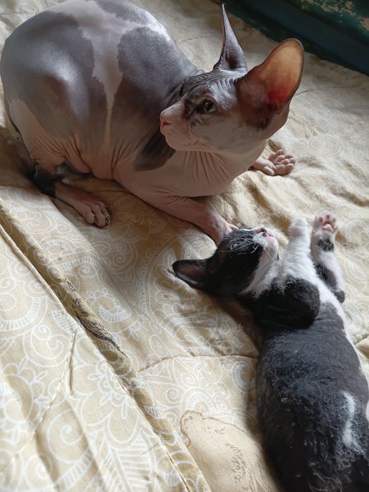 Сфинкс,котик(помесь)