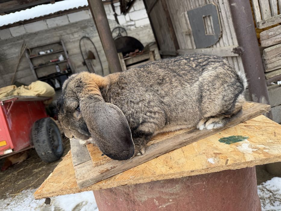 Femelă berbec german