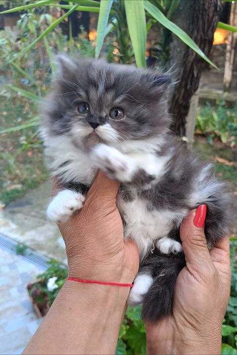 Персийски котенца.